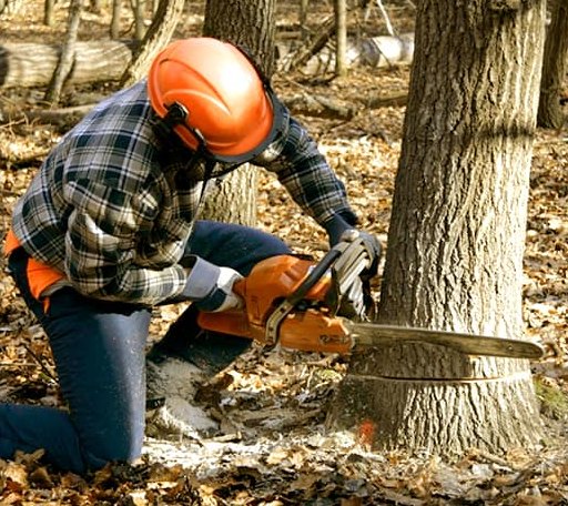 Tree Removal in Ong, NE
